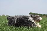 BEARDED COLLIE 244